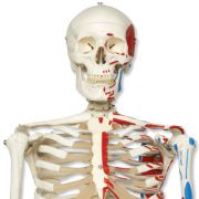 A11_01_Muscle-Skeleton-Model-Max-on-5-feet-roller-stand[2].jpg